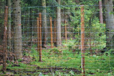 PROTAXUS (POIiŚ) Czynna Ochrona Cisa Pospolitego Na Wybranych Obszarach ...